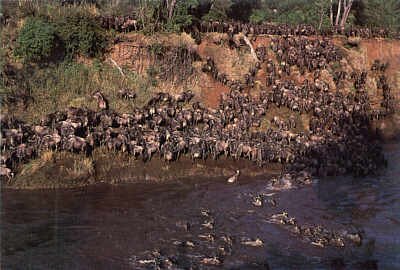 A herd of animals somewhere in africa, looking set for strife if farmers keep it up