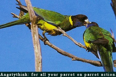 2 parrots necking